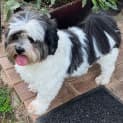 Photo of Billy Boy