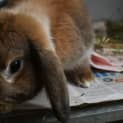 Photo of Pookie 278