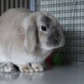 Photo of Snoodle 279