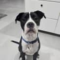 Photo of Norman   6 Month Old Catahoula X (Trial)