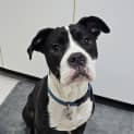 Photo of Norman   6 Month Old Catahoula X (Trial)