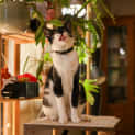 Photo of Butler