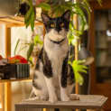 Photo of Butler