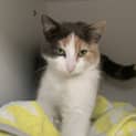 Photo of Honey