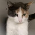 Photo of Honey