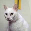 Photo of Snowball