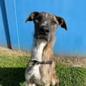 Photo of Alfred