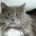 Photo of Earl Grey