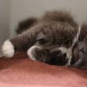 Photo of Earl Grey