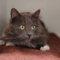 Photo of Earl Grey