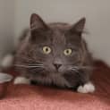 Photo of Earl Grey