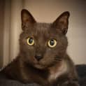 Photo of Schmokie
