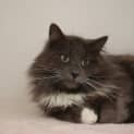 Photo of Earl Grey