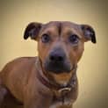 Photo of Woof