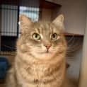 Photo of Ollie