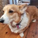 Photo of Marigold
