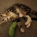 Photo of Nova