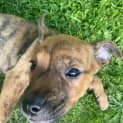 Photo of Pepper