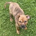 Photo of Pepper