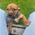Photo of Pepper