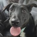 Photo of Scout