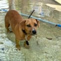 Photo of Tulip