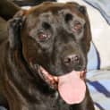 Photo of Scooby   4 Year Old Mixed Breed (Trial)