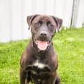 Photo of Scooby   4 Year Old Mixed Breed (Trial)