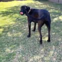 Photo of Scooby   4 Year Old Mixed Breed (Trial)