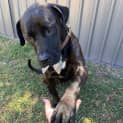 Photo of Scooby   4 Year Old Mixed Breed (Trial)