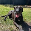 Photo of Scooby   4 Year Old Mixed Breed (Trial)