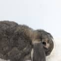 Photo of Buddy