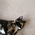 Photo of Zoey