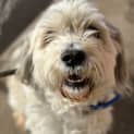Photo of Bentley