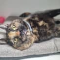 Photo of Dusty