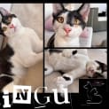 Photo of Pingu
