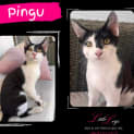 Photo of Pingu