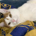 Photo of Keon