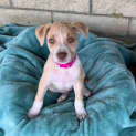 Photo of Blondie
