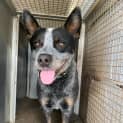 Photo of Bluey