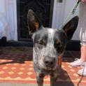 Photo of Bluey