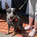 Photo of Bluey