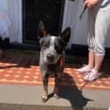 Photo of Bluey