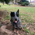 Photo of Bluey