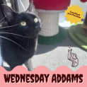 Photo of Wednesday Addams π€π»