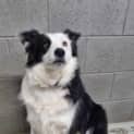 Photo of Buster