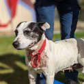Photo of Soxy