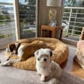 Photo of Princess 8 Year Old Maltese X Shih Tzu (Trial)