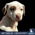 Photo of Cannelloni   11 Week Old Staffy X (Trial)