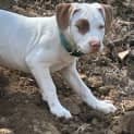 Photo of Cannelloni   11 Week Old Staffy X (Trial)